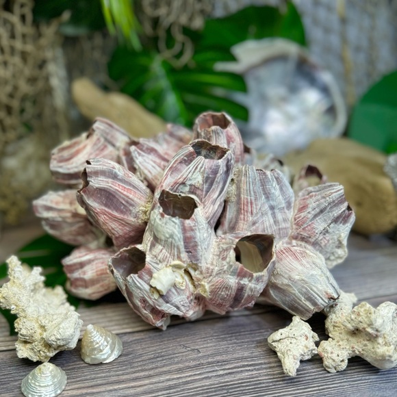 VTG  NATURAL Barnacles Cluster BEACH OCEAN AQUARIUM COASTAL SHELL NAUTICAL DECOR - Picture 12 of 17